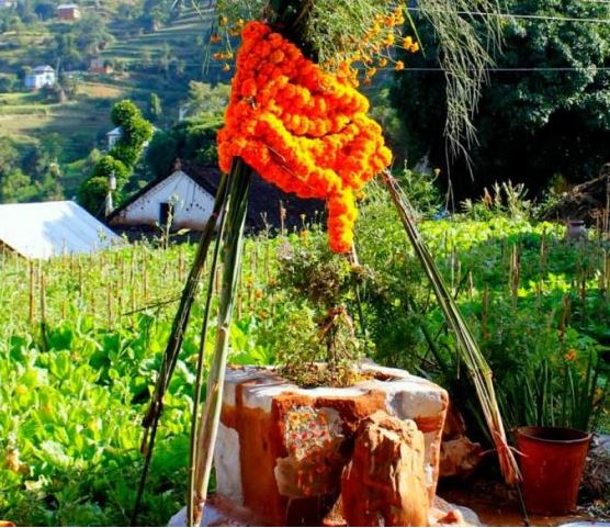 आज हरि बोधिनी एकादशी: घरमा रोपिएको तुलसीलाई दामोदरसँग विवाह गरिँदै